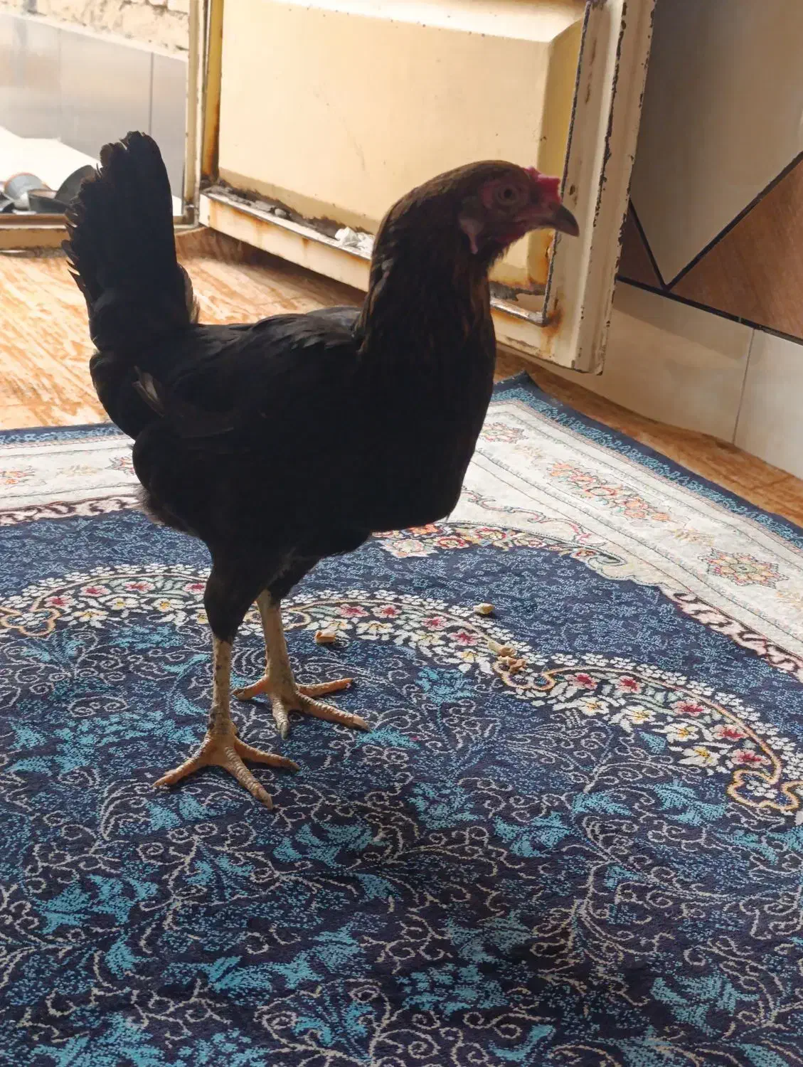 مرغ تخم گذار عربی|حیوانات مزرعه|سوسنگرد, |دیوار