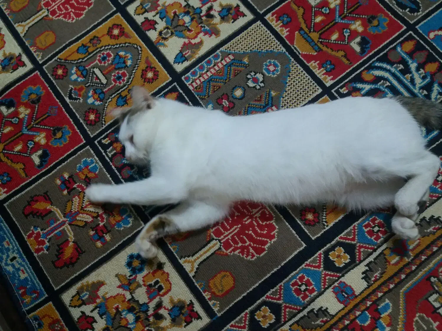 واگذاری گربه نر خانگی بسیار رام ودوست داشتنی|گربه|لنگرود, |دیوار