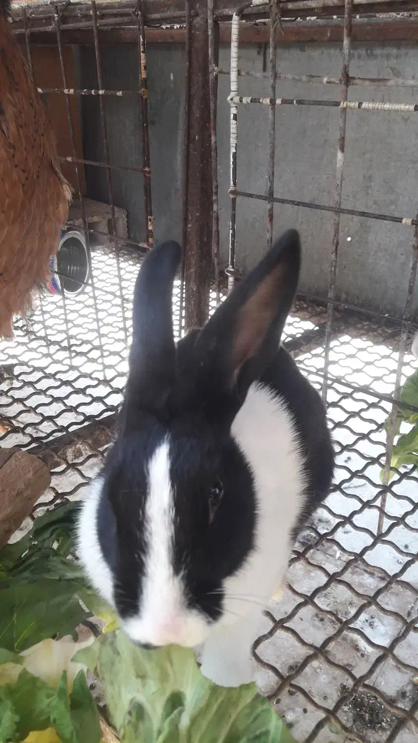 فروش خرگوش های زیبا و باهوش|موش و خرگوش|ری, جوانمرد قصاب|دیوار