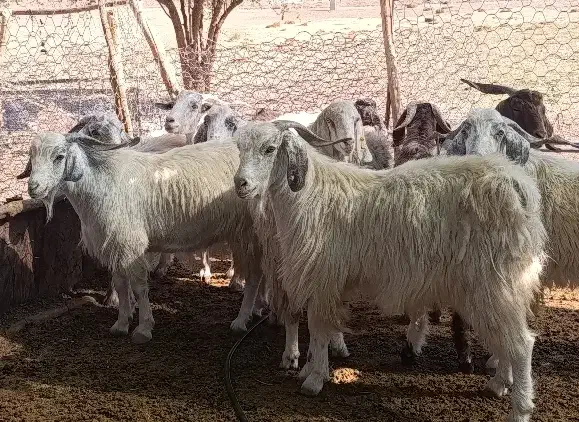 10راس چپش|حیوانات مزرعه|جیرفت, |دیوار