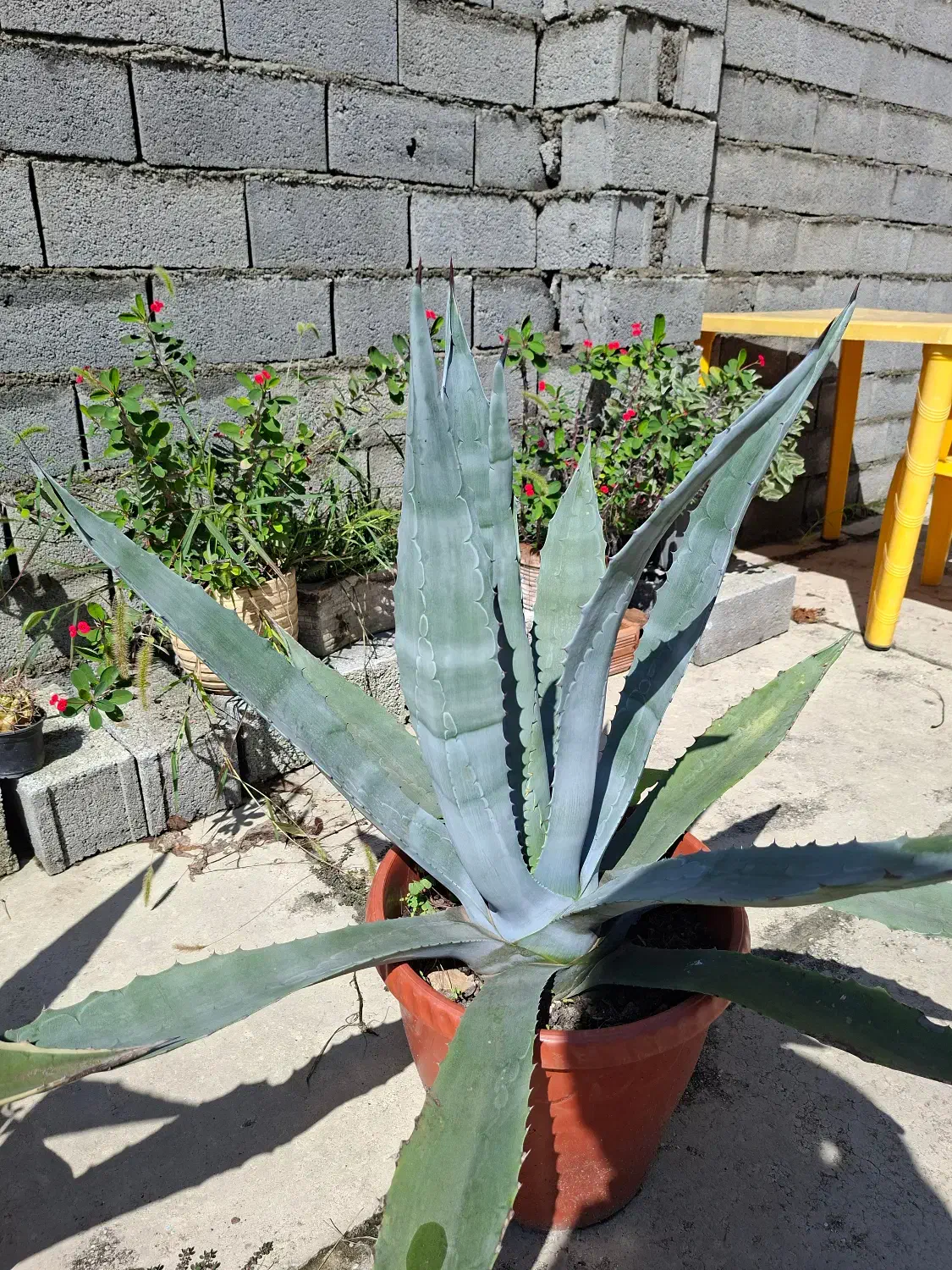 گل و گیاه|گل و گیاه طبیعی|نوشهر, |دیوار