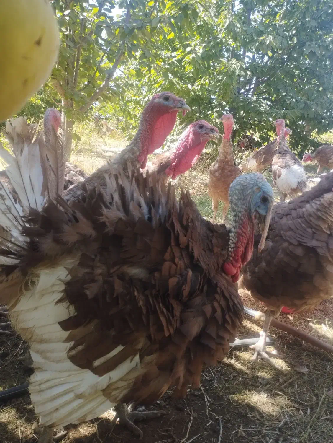 بوقلمون بومی|حیوانات مزرعه|بیلوار, |دیوار