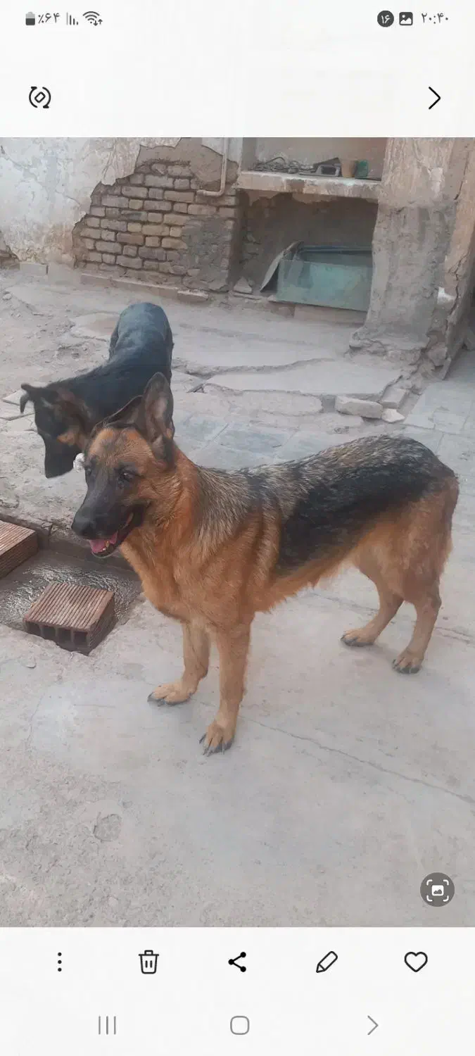 سگ ژرمن نر و ماده|سگ|کرمان, |دیوار