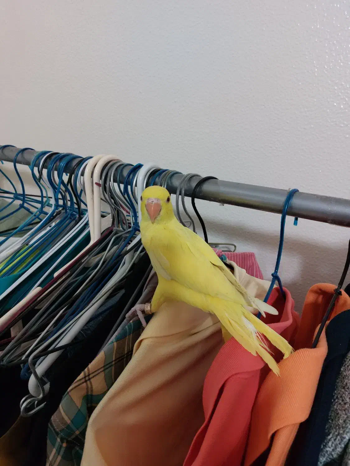 ملنگو|پرنده|شاهین‌شهر, نظامی|دیوار