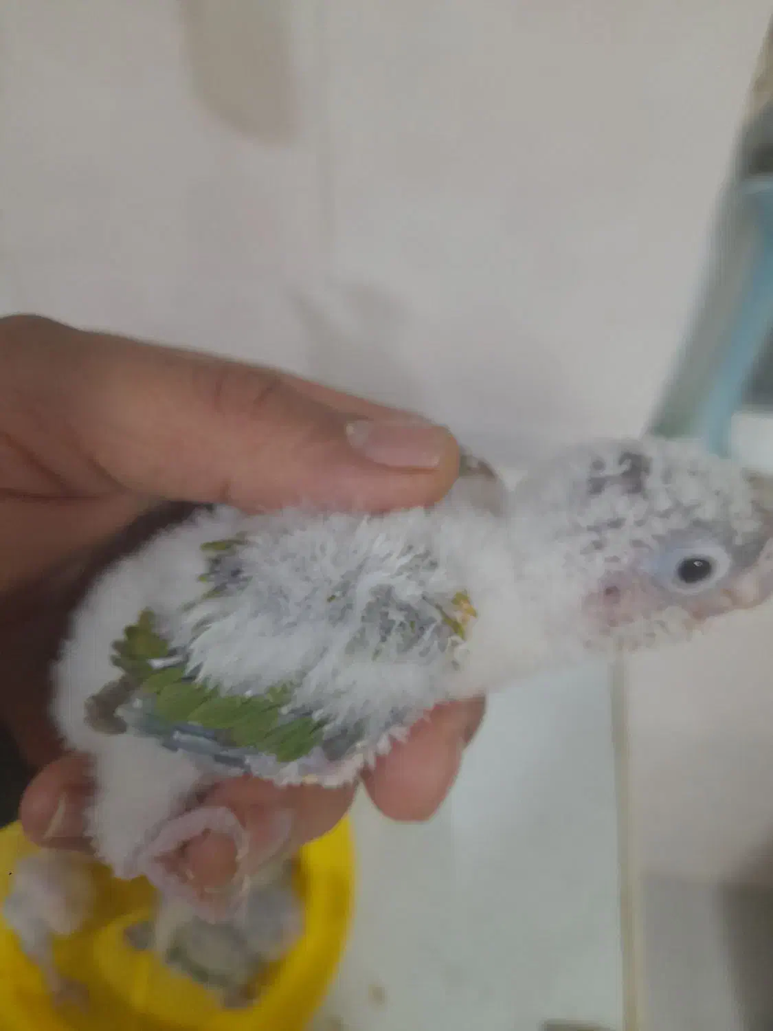 طوطی گرینچیک|پرنده|مهر, |دیوار