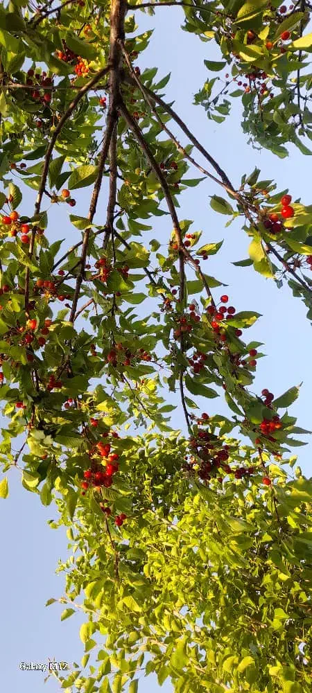 باغ زمین با الاچیق|فروش زمین و ملک کلنگی|فارسان, |دیوار