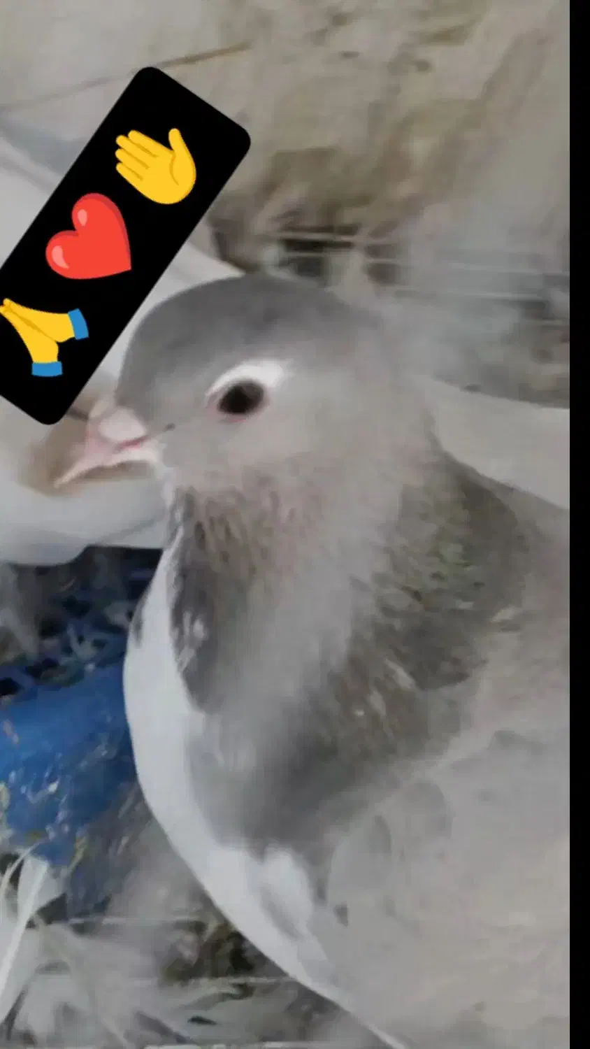 کبوتر|حیوانات|اسفراین, |دیوار