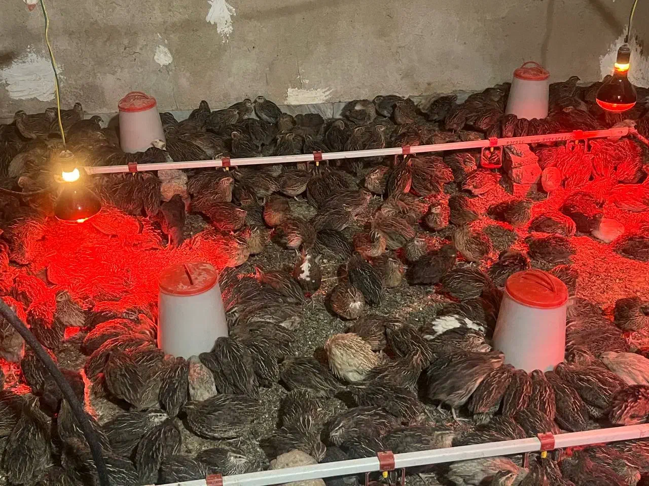 بلدرچین|حیوانات مزرعه|جیرفت, |دیوار