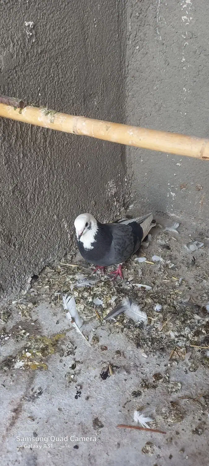 کبوتر نر ابلق سبز|پرنده|گرمسار, |دیوار