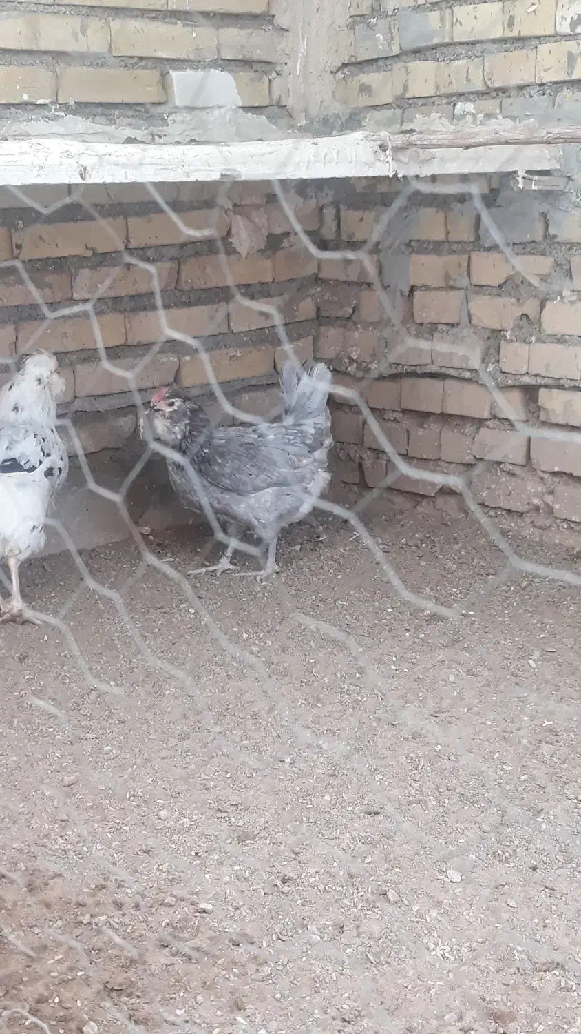 مرغ وخروس گلین ریشو|حیوانات مزرعه|اهواز, علی آباد|دیوار