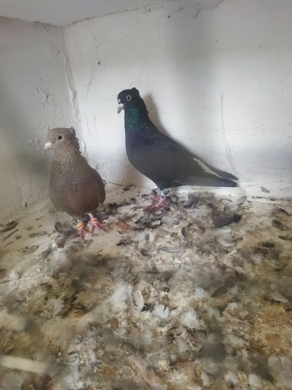 نرو ماده دم سفید کاکلی|پرنده|تربتحیدریه, بالا ولایت|دیوار