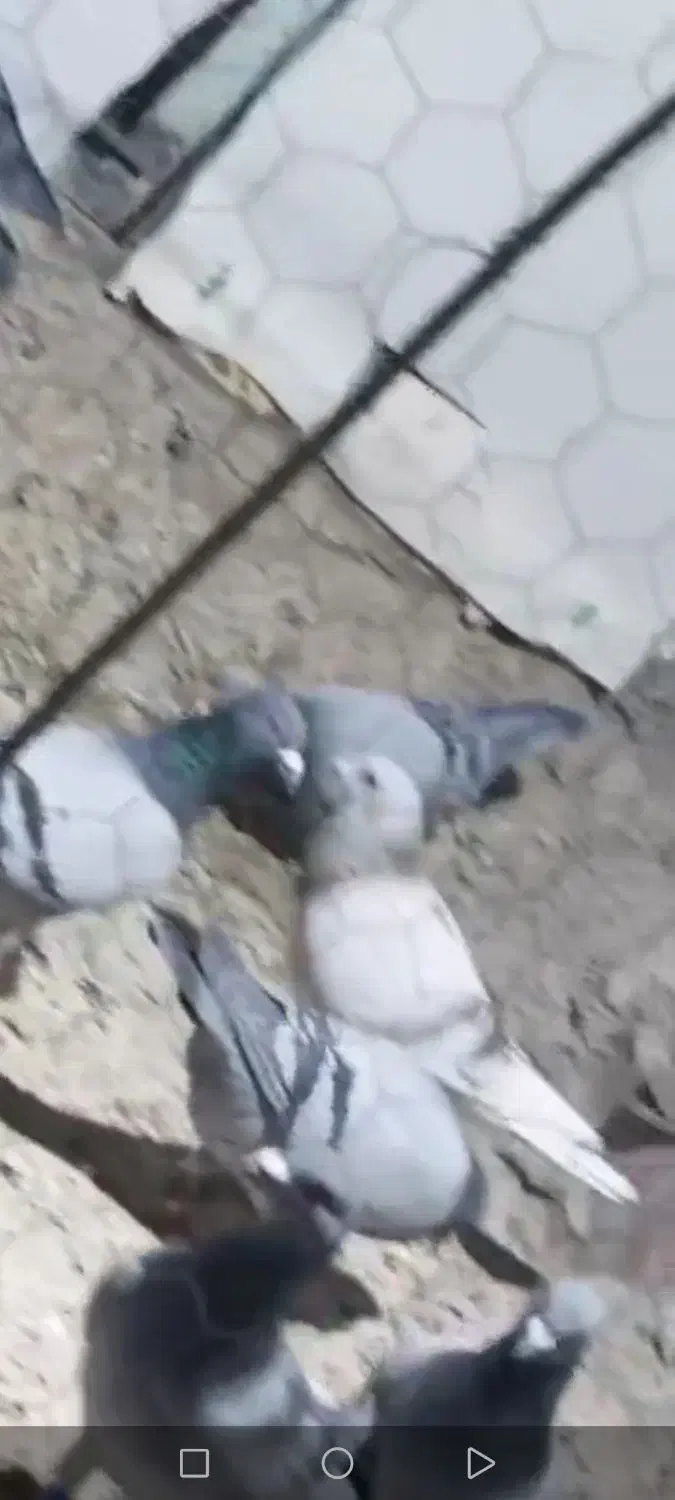 لایی آلمانی گمشده|پرنده|زابل, |دیوار