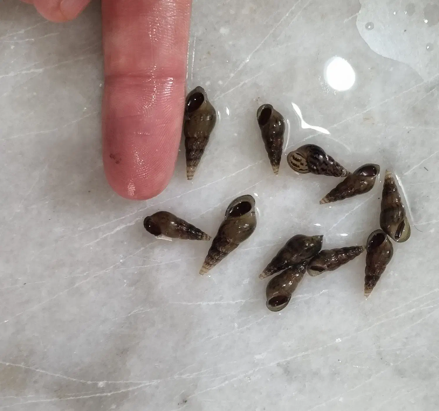 ماهی گوپی و حلزون مخروطی|ماهی|مشهد, کوثر|دیوار