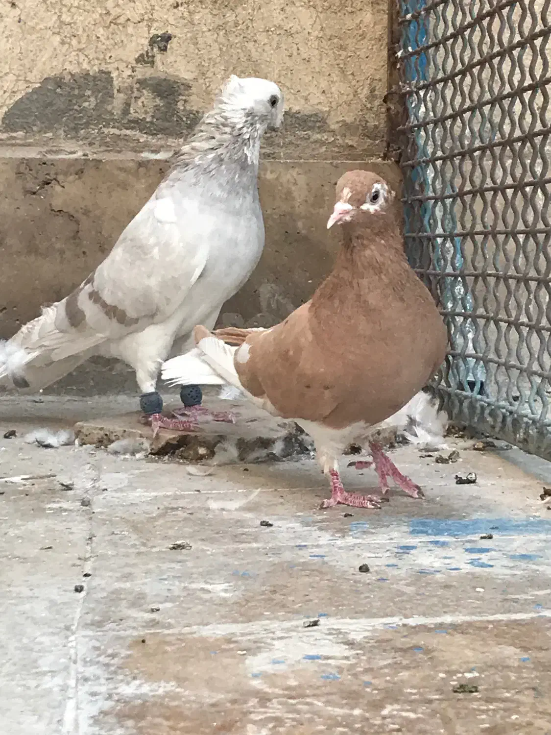 دم سفید|پرنده|قم, انسجام|دیوار