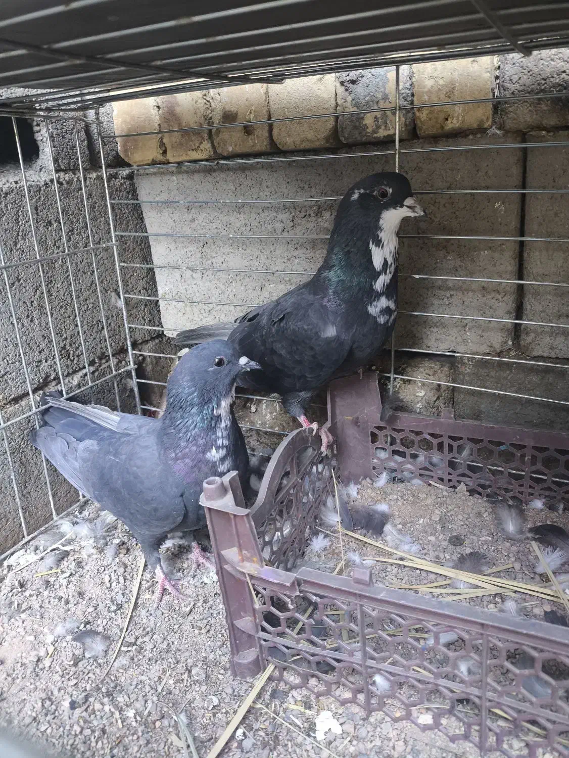 یک جفت کفتر ریشی|پرنده|بافق, |دیوار