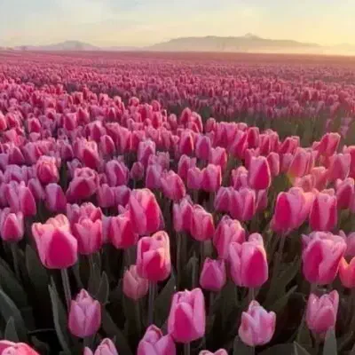 پرده مخمل|اشیا|قم, نیروگاه|دیوار