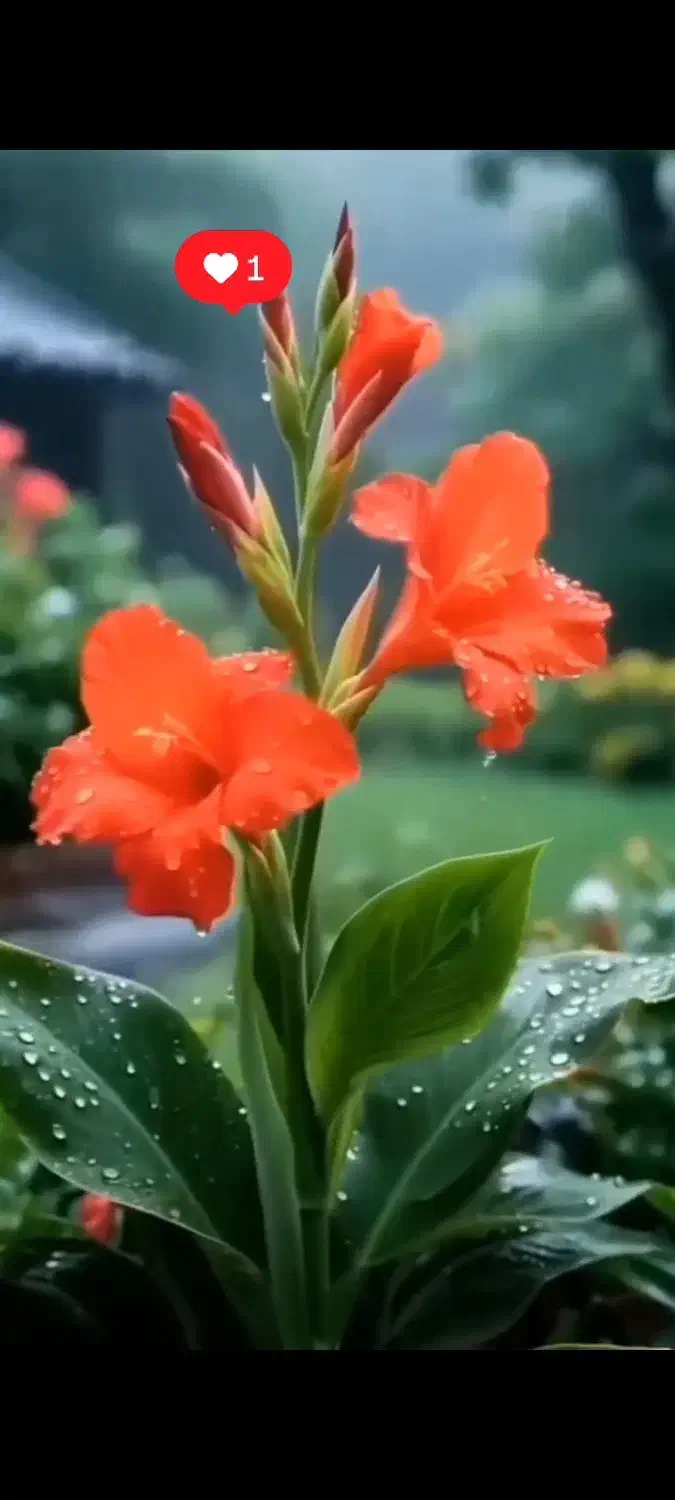 فروش گل حسن یوسف محلی|گل و گیاه طبیعی|برازجان, |دیوار