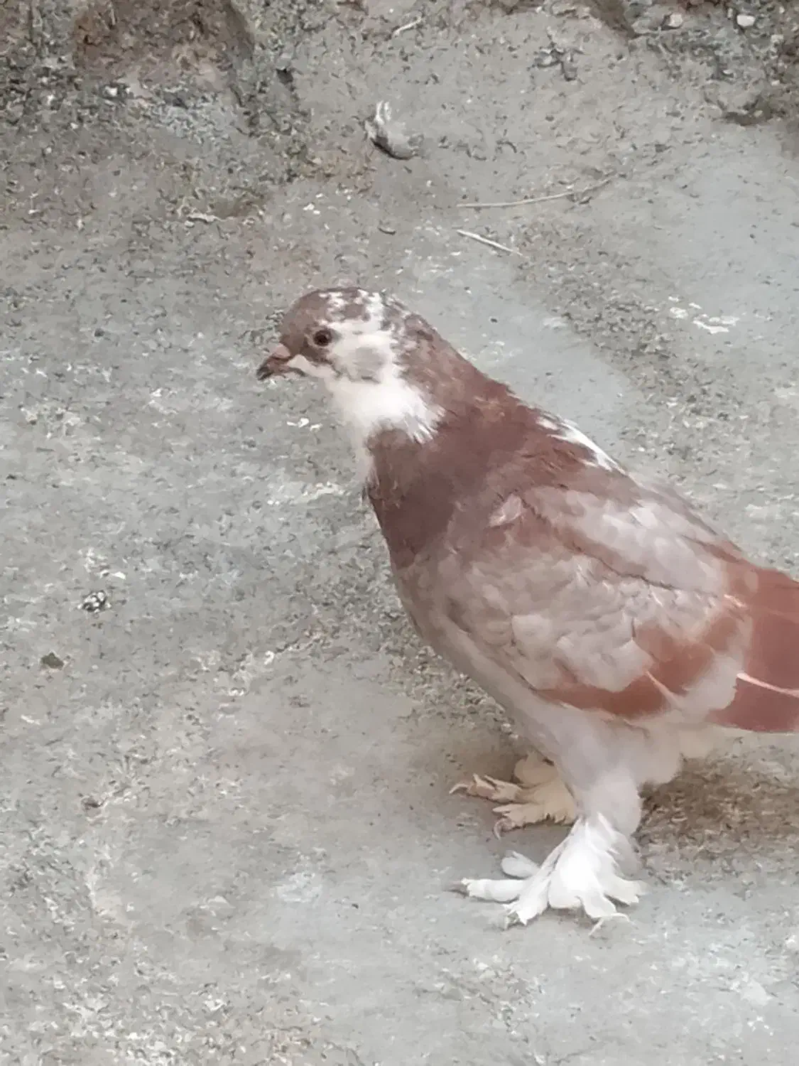 کفتر|پرنده|نقده, |دیوار