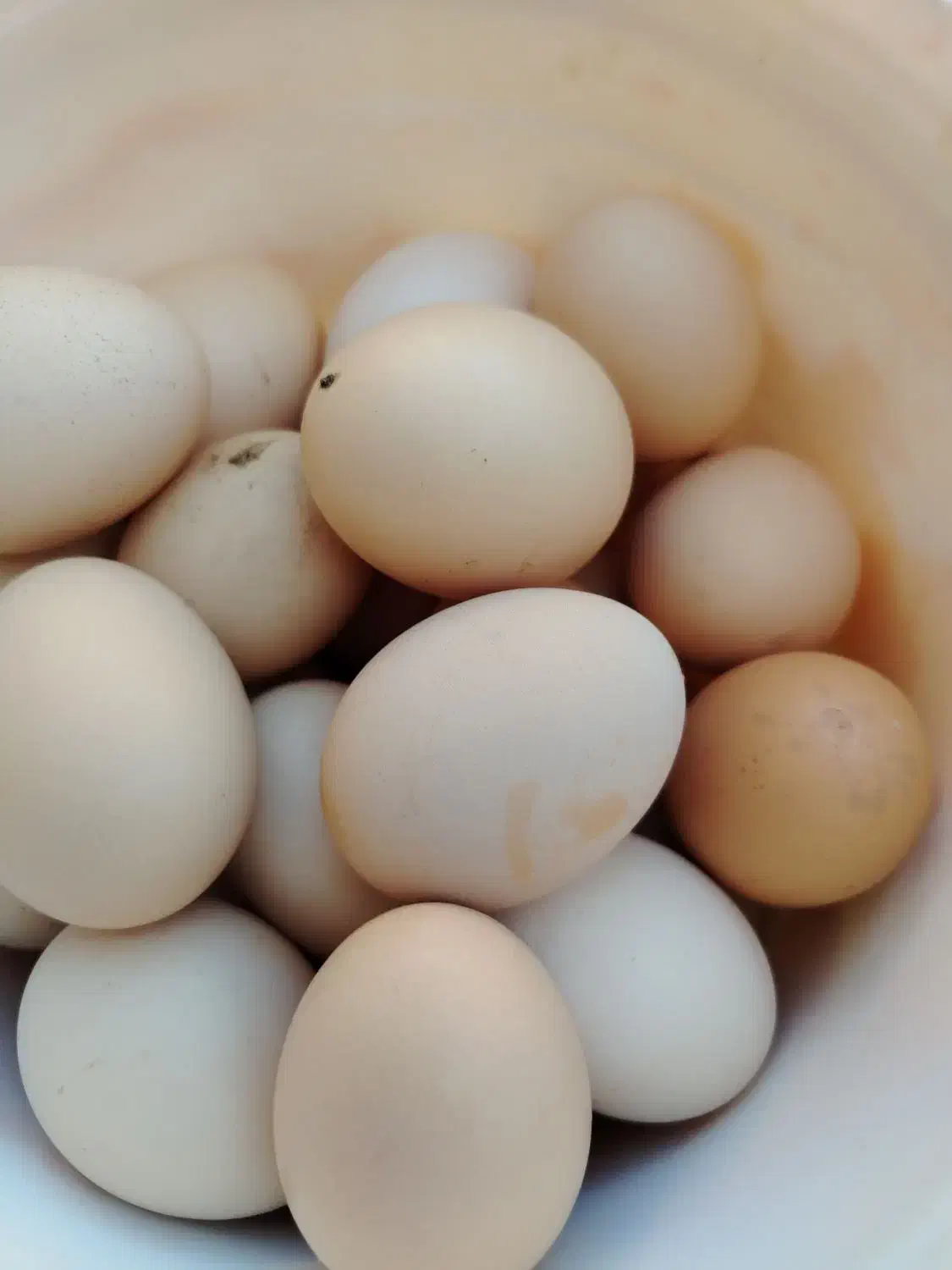 تخم مرغ محلی|خوردنی و آشامیدنی|سبزوار, جوادیه شرقی|دیوار