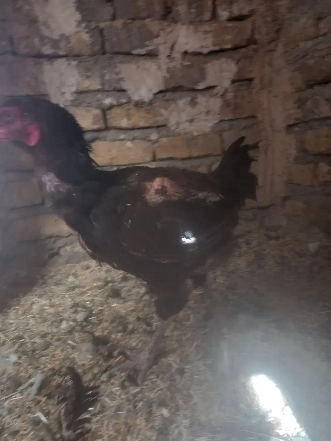 بوقلمون وغاز|حیوانات مزرعه|تربتحیدریه, پایانه مسافربری تربت حیدریه|دیوار