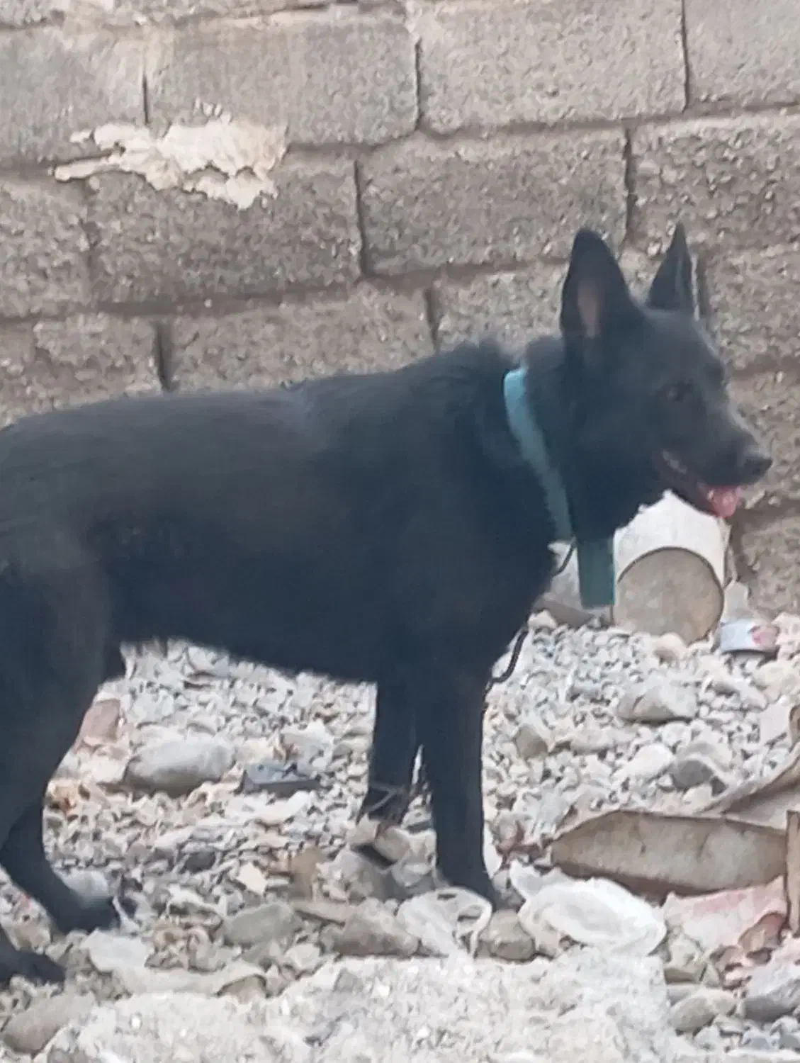 سگ فروشی|سگ|جیرفت, |دیوار