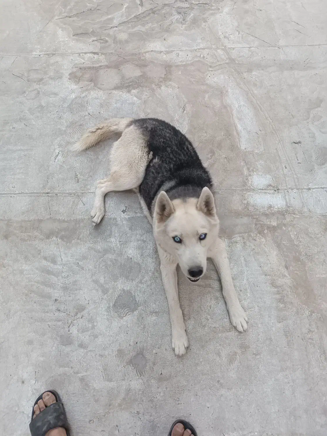 سگ هاسکی|سگ|بهارستان, |دیوار