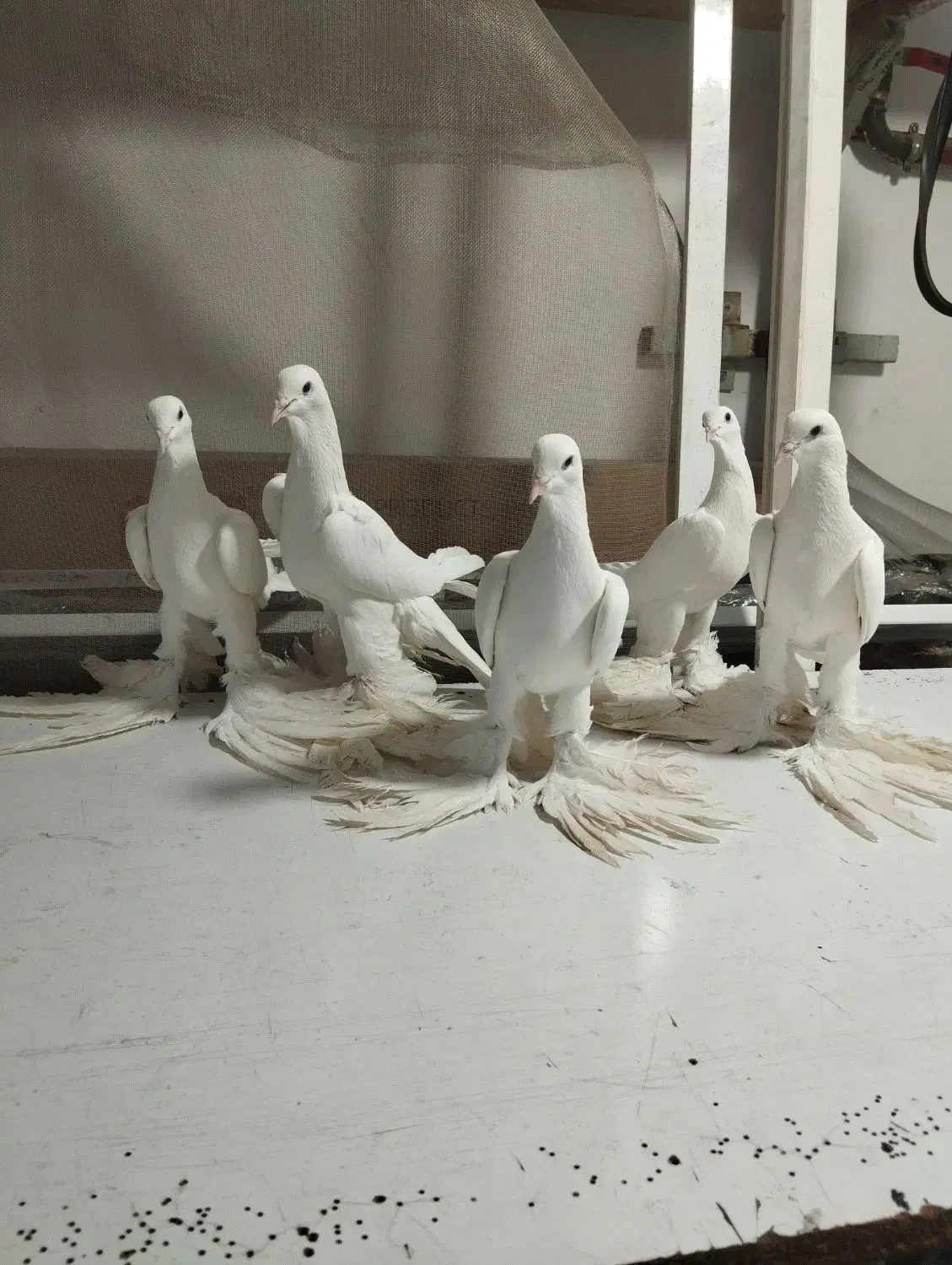 الوان|پرنده|اسکو, |دیوار