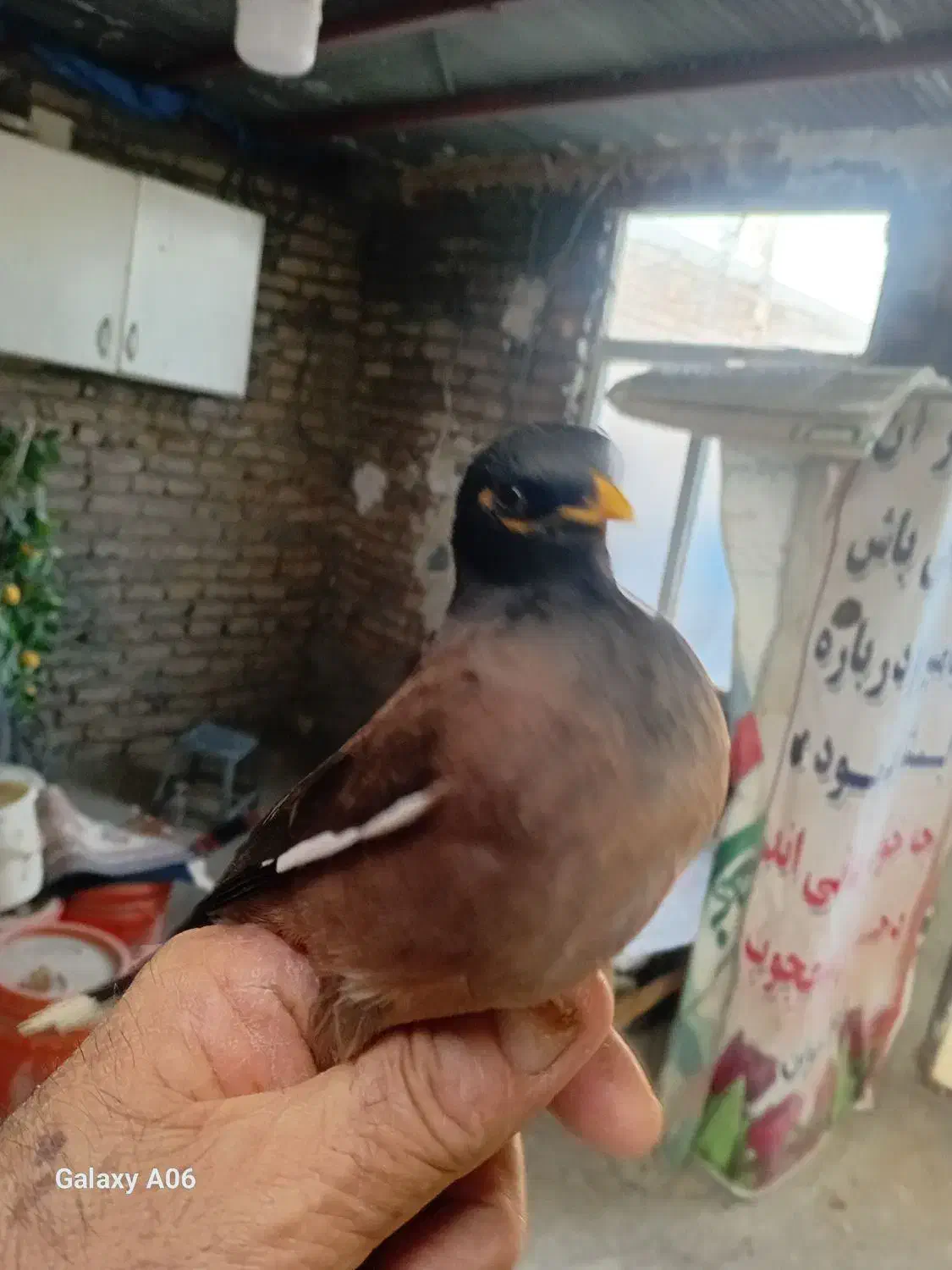 یک عدد مینا|پرنده|رباط‌کریم, رباط‌کریم|دیوار