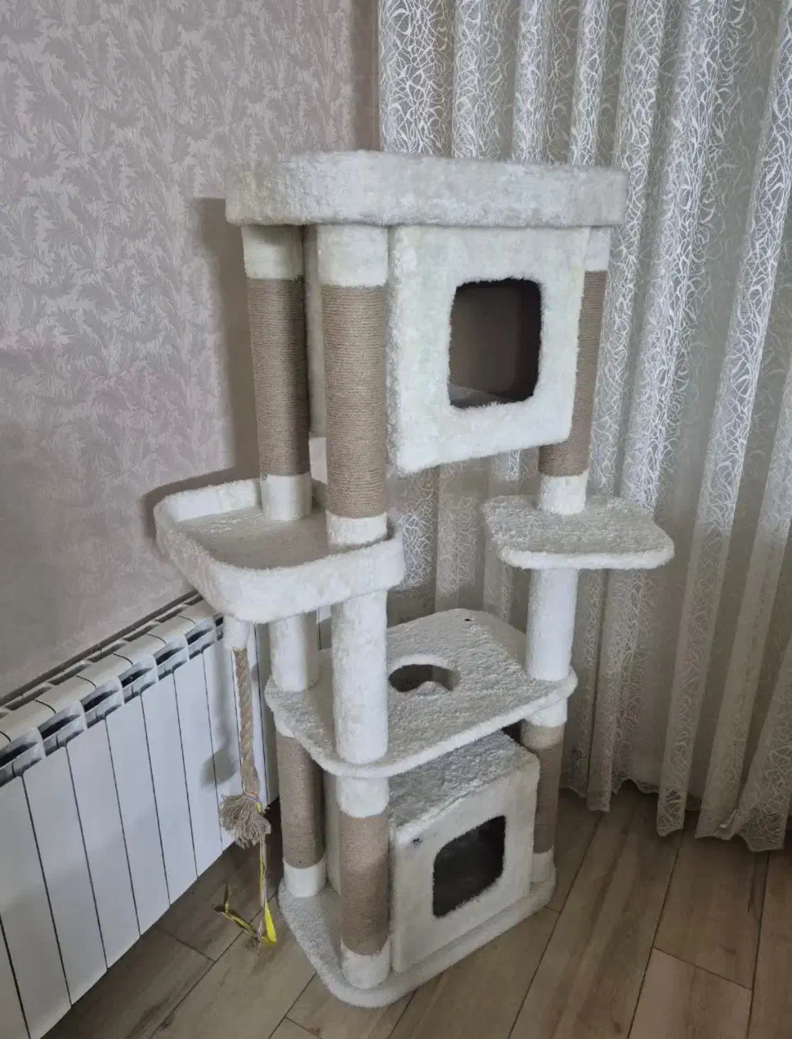 وسیله گربه|گربه|قزوین, |دیوار