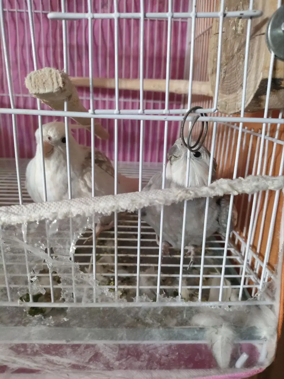 عروس هلندی دوکت و وایت فیس مولد|پرنده|مشهد, چهارچشمه|دیوار