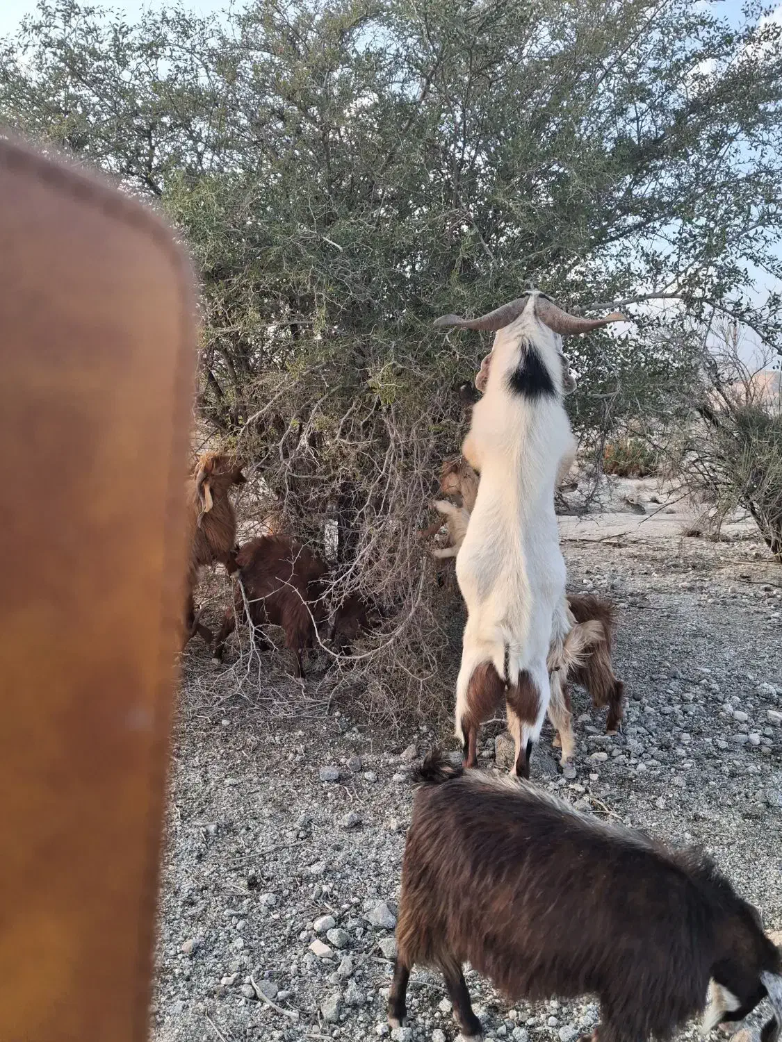 گوسفند|حیوانات مزرعه|جیرفت, |دیوار