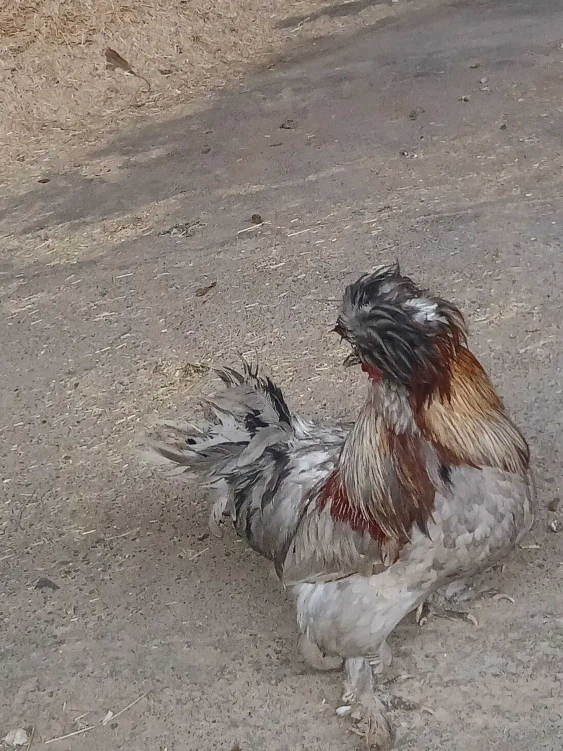 خروس|حیوانات مزرعه|بوئین زهرا, |دیوار