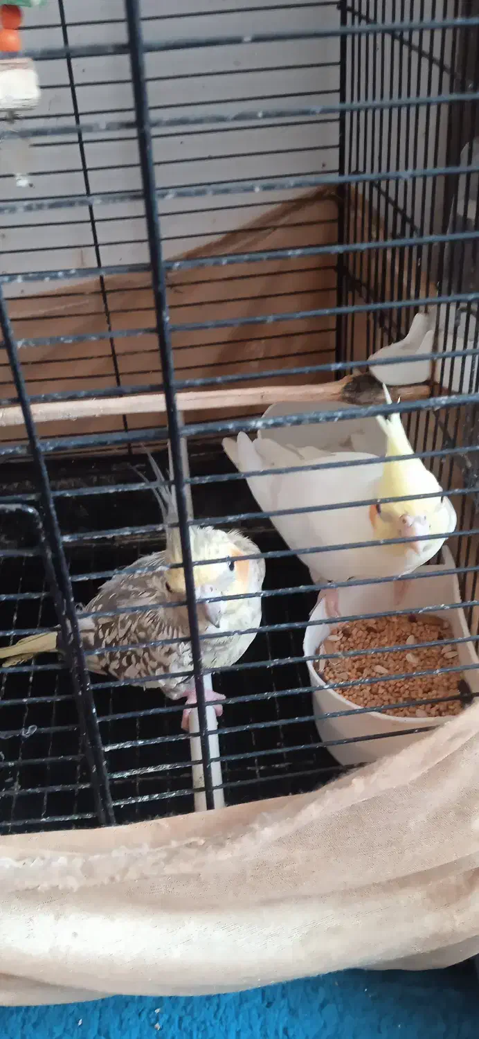 طوطی عروس هلندی|پرنده|آستانه اشرفیه, |دیوار