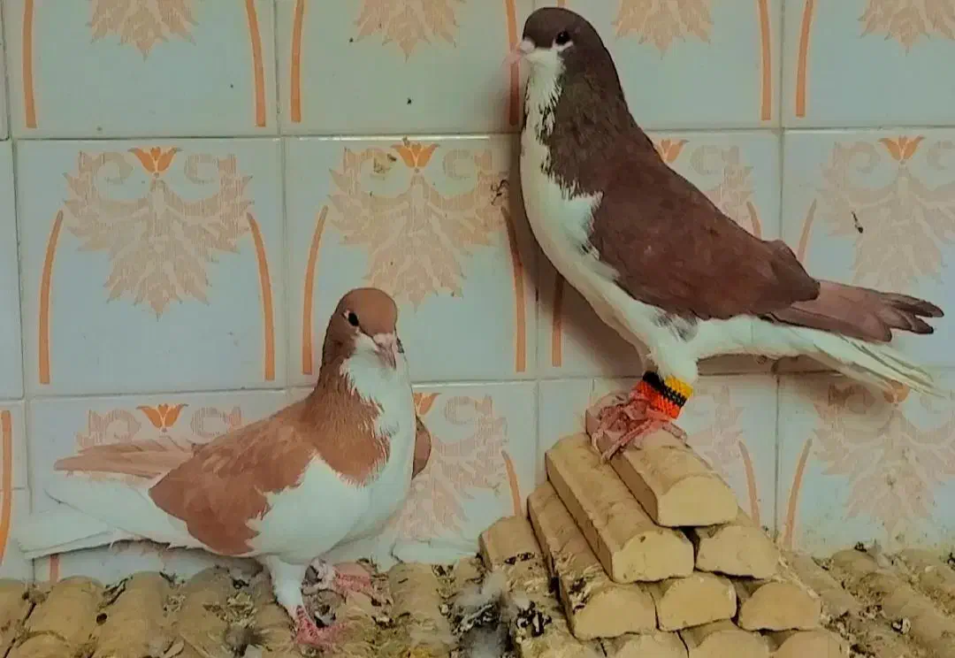 کبوتر|پرنده|فسا, |دیوار