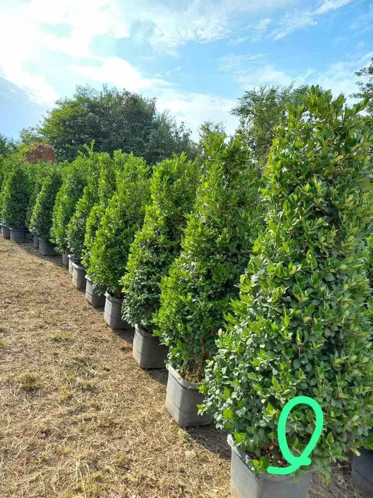 فروش انواع گل و گیاه به صورت عمده|خدمات باغبانی و درختکاری|رامسر, |دیوار