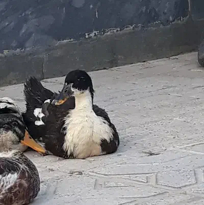 ۲ عدد اردک ماده تخم گذار بالغ|حیوانات مزرعه|شیروان (خراسان), |دیوار