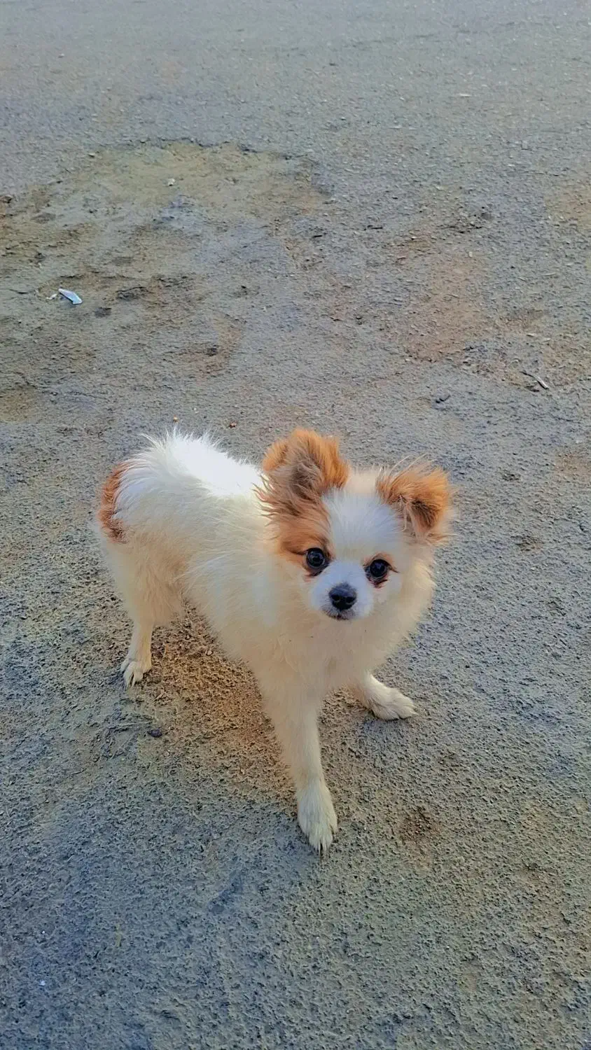 سگ پامر روباهی ماده 4 ماهه قیمت پیشنهادی|سگ|شیراز, کوشک میدان|دیوار