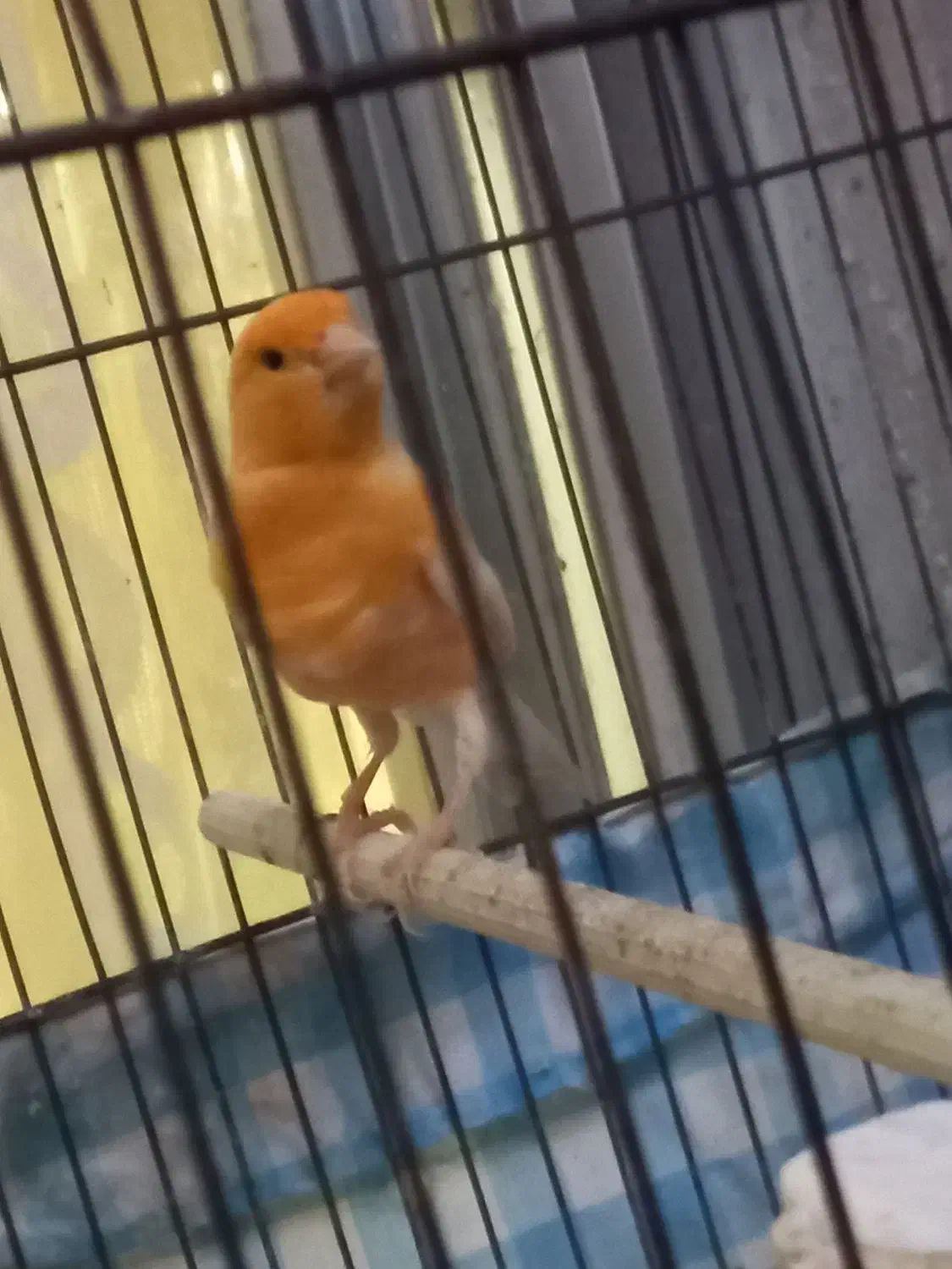 قناری نر پرتغالی|پرنده|گرگان, |دیوار