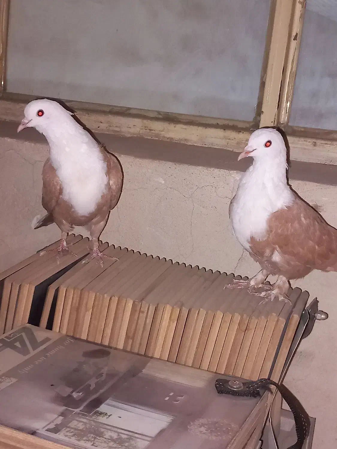 کله سفید کربلایی|پرنده|بومهن, |دیوار