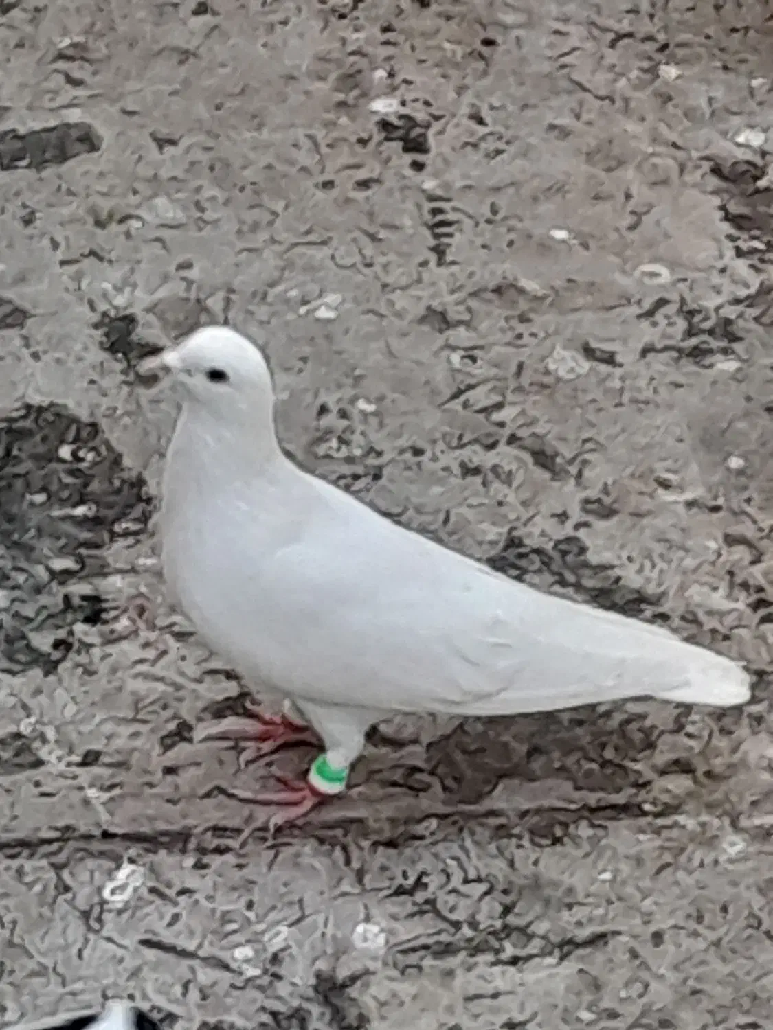 تعدادی کبوتر سیاه پوش با دم سیاه|پرنده|اقبالیه, |دیوار