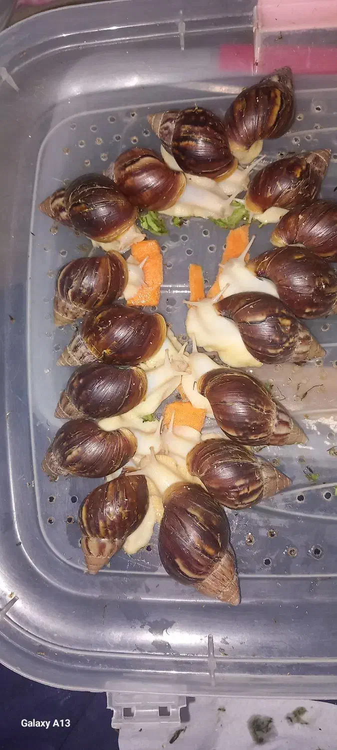 تعدادی حلزون کلاژن ساز ۶ و ۷ سانتی به فروش میرسد|خزنده|کرج, حسینآباد|دیوار