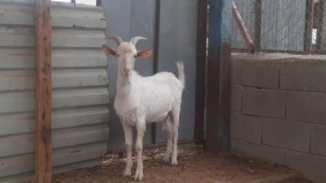 بز سانن|حیوانات مزرعه|خورموج, |دیوار