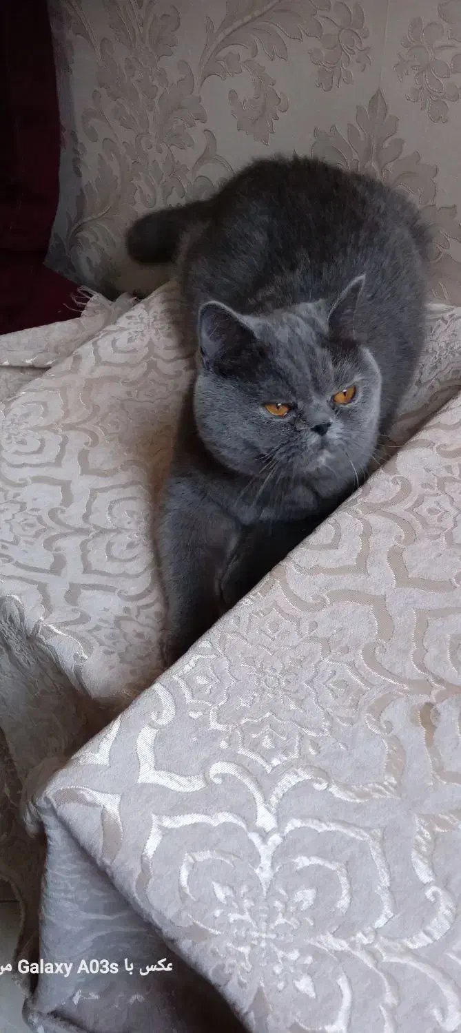 گربه ماده برای جفت|گربه|ری, سیزده آبان|دیوار