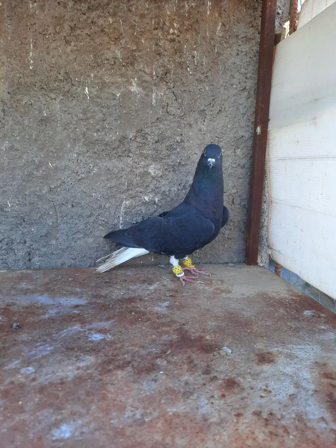 کبوتر رنگی پرنده|حیوانات|قزوین, |دیوار