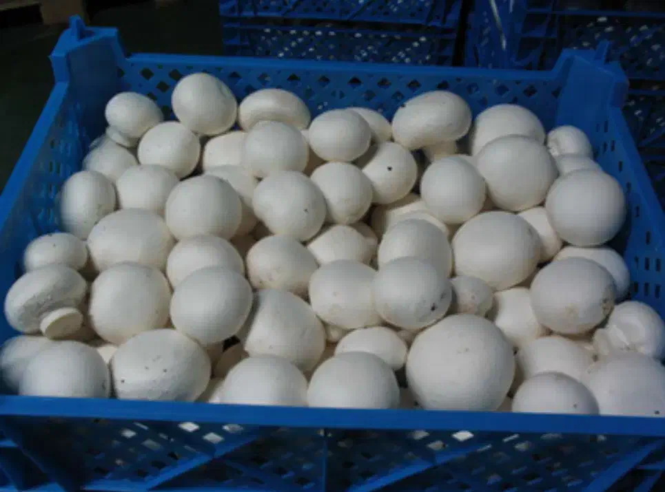 قارچ دکمه ای|خوردنی و آشامیدنی|نشتارود, |دیوار