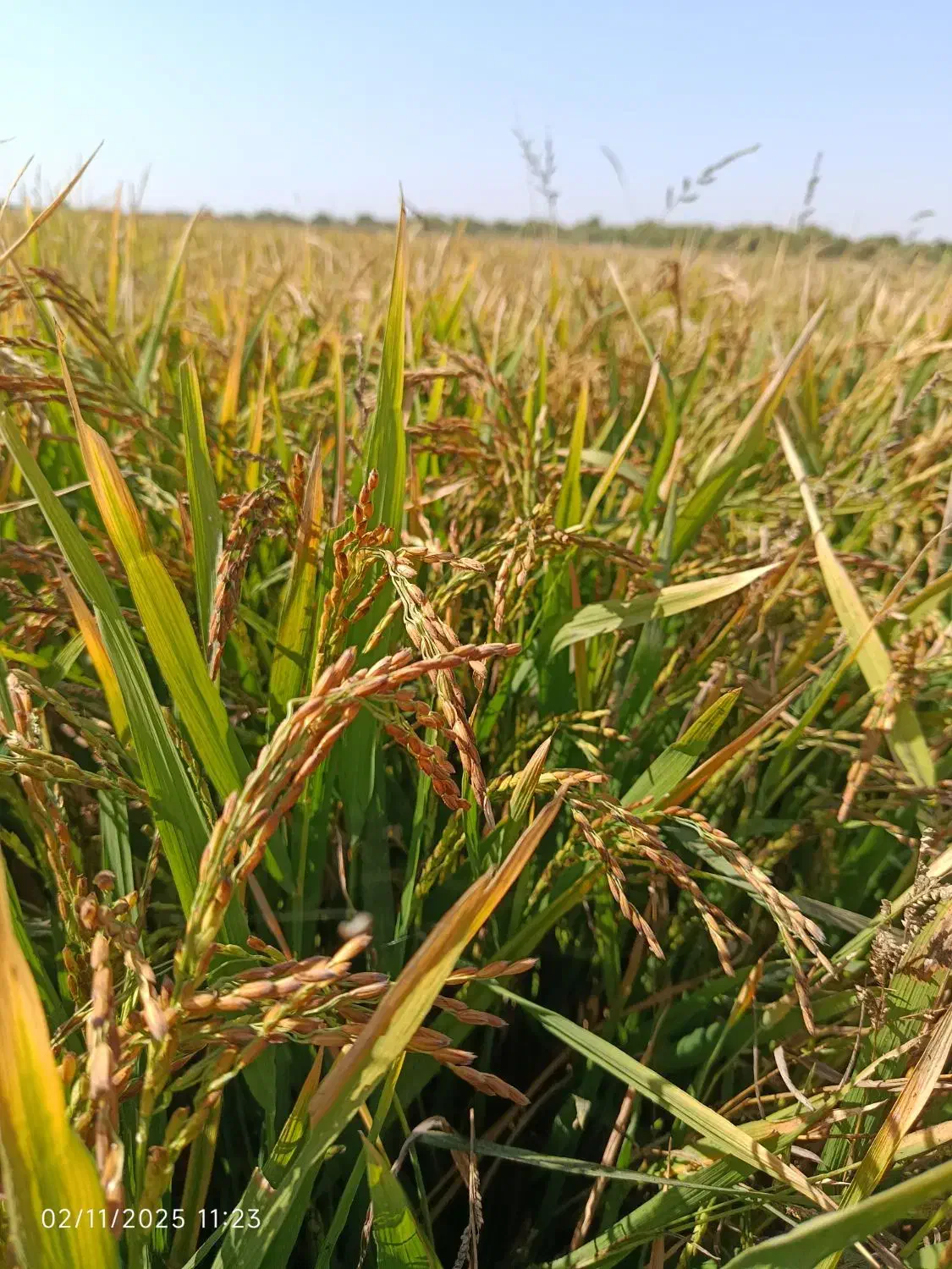 شلتوک|عمدهفروشی|شوشتر, |دیوار