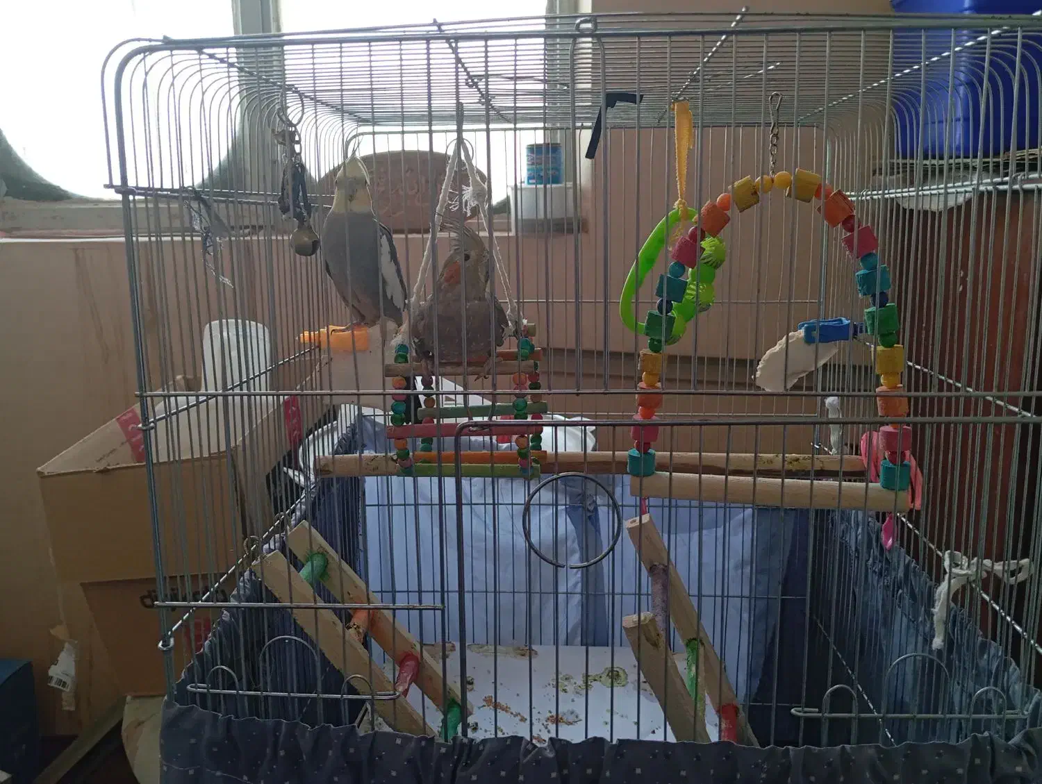 عروس هلندی|پرنده|یزد, |دیوار