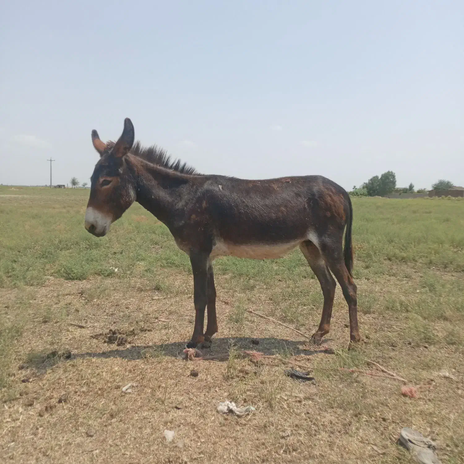 الاغ گوسفندی ارام|حیوانات مزرعه|رباطکریم, نوده|دیوار
