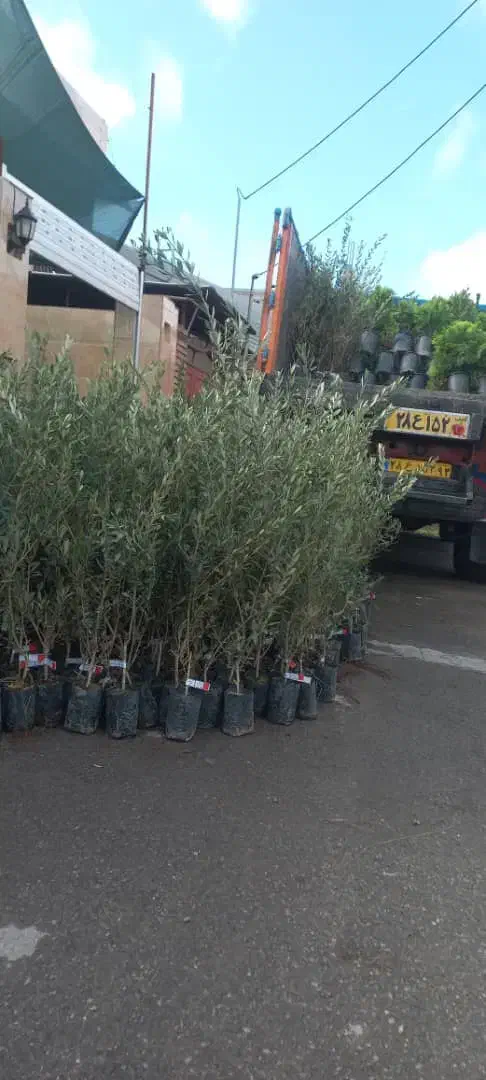 نهال های با کیفیت و اصلاح شده|خدمات باغبانی و درختکاری|ایلام, |دیوار