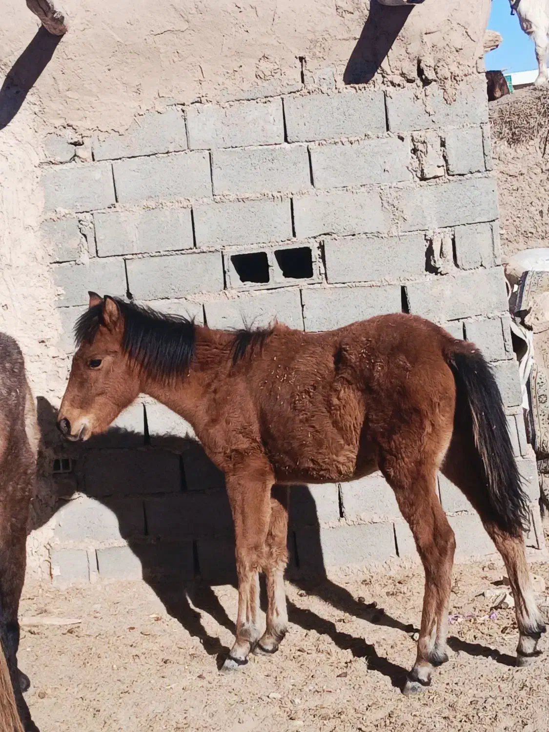 کره اسب|اسب و تجهیزات اسب‌سواری|تربت جام, جامرود|دیوار